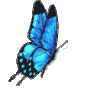 Butterfly Lover